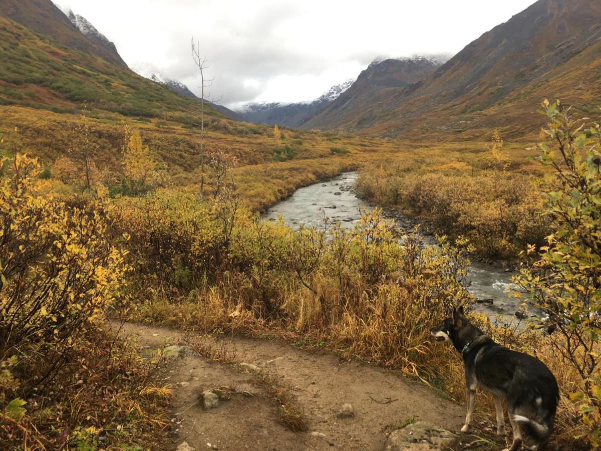 Hatcher Pass Cabins Palmer Ngoại thất bức ảnh